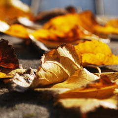 骚扰短信呼叫软件